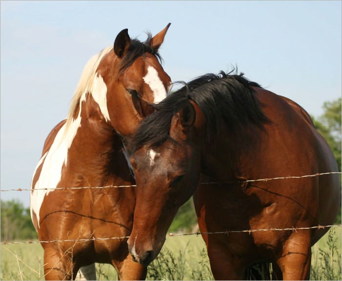 Homemade Horse Treats Recipes Your Horses Will Like