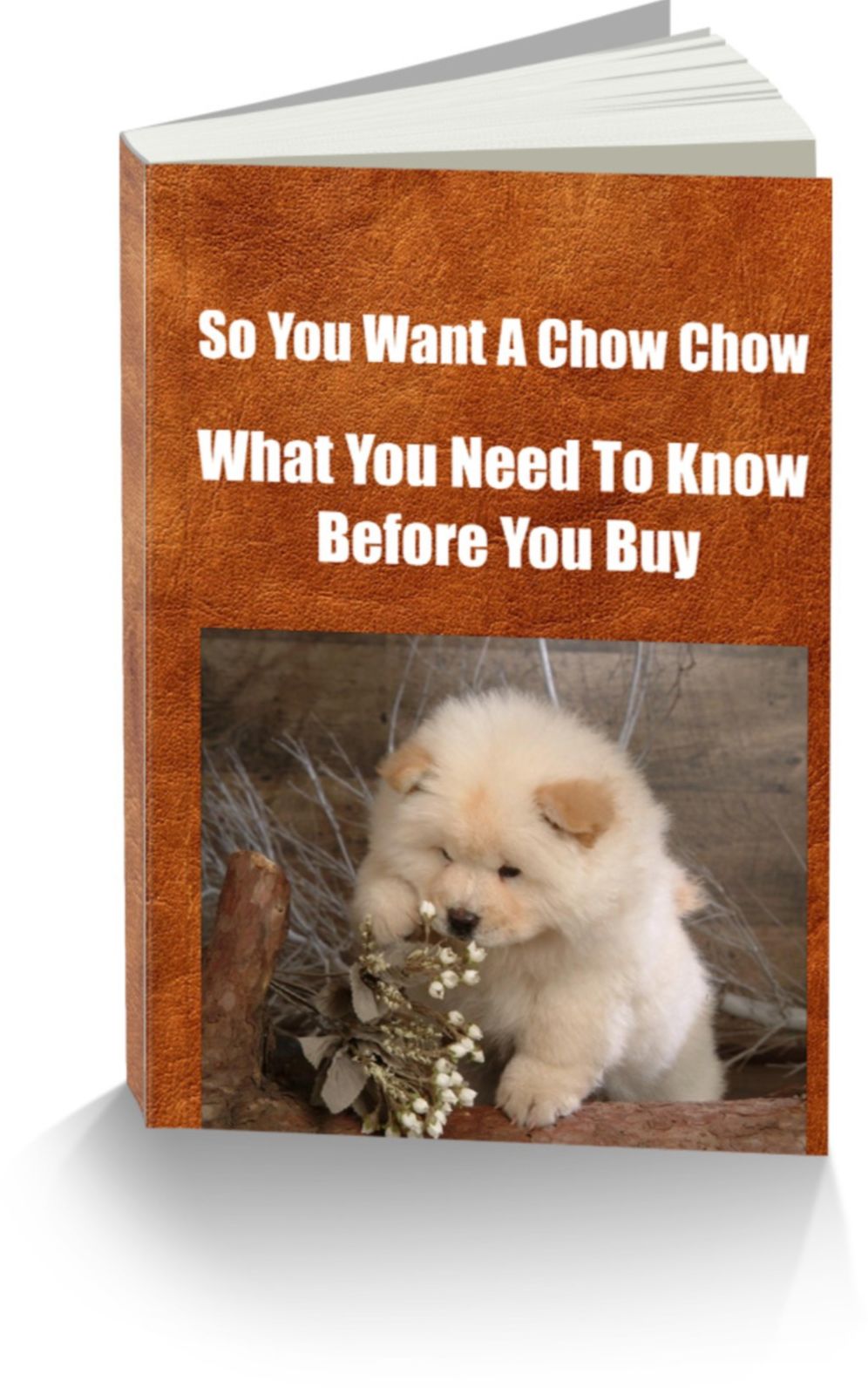 So You Want A Chow Chow-What You Need To Know Before You Buy