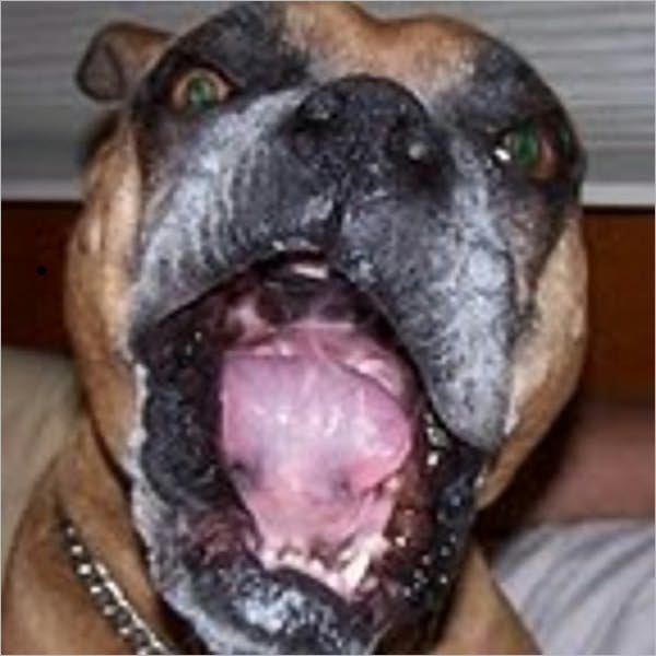 Selecting the Perfect Dog For Your Family