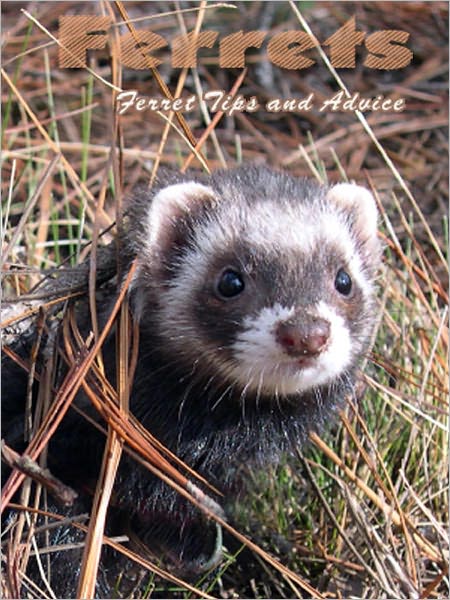 Ferrets: Tips and Advice