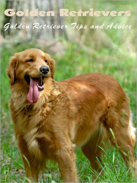 Golden Retrievers: Tips and Advice