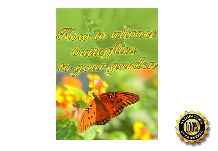HOW TO ATTRACT BUTTERFLIES TO YOUR GARDEN