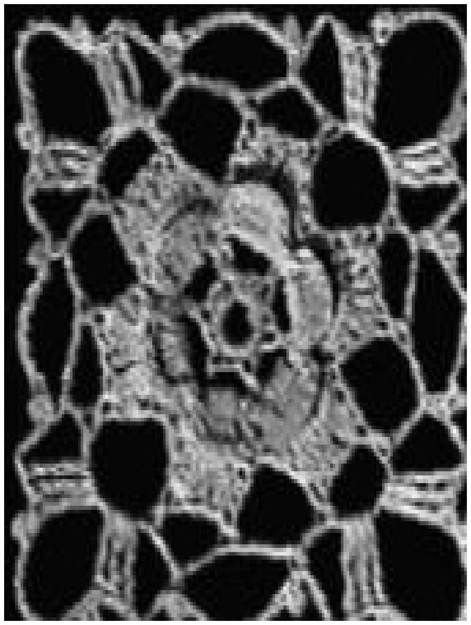 PATTERN #0346 ELIZABETHAN ROSE VINTAGE CROCHET