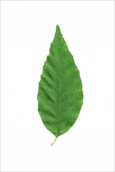 Green Living Guide and How to Save Money Along the Way