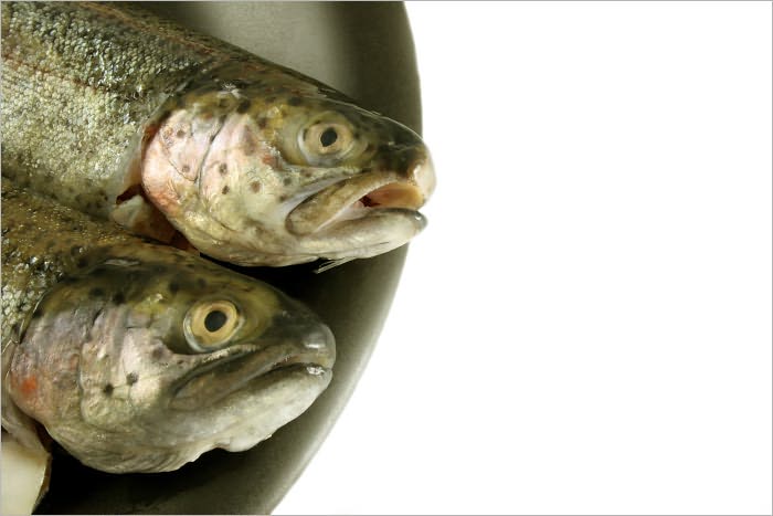 Trout Fishing: The Trout Tips, Tricks & Techniques You Need to Know