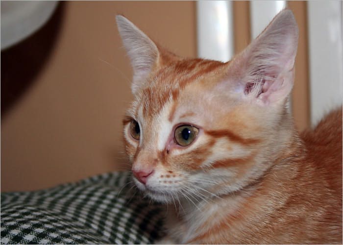 How to Take Care of a Cat: The Cat Care Guide You Must Have