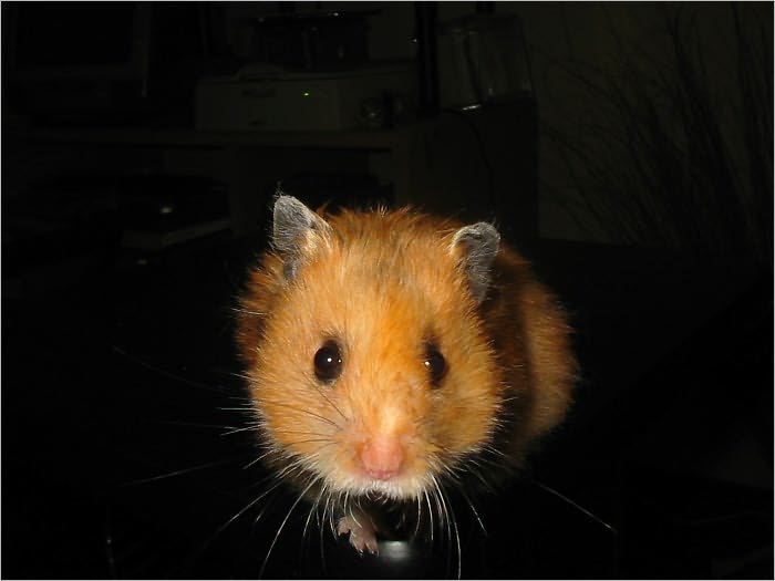 The Hamster Care Guide You Need to Have