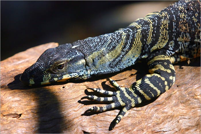 Leopard Gecko Guide Every Gecko Owner Must Have