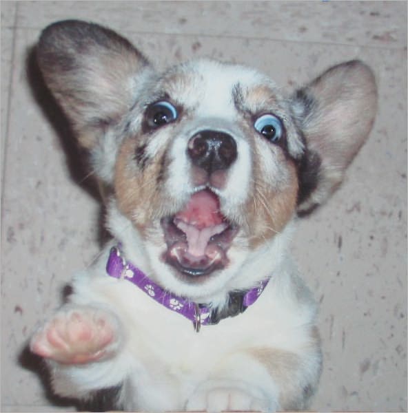 Dog Training Tricks Your Dog Can't Disobey
