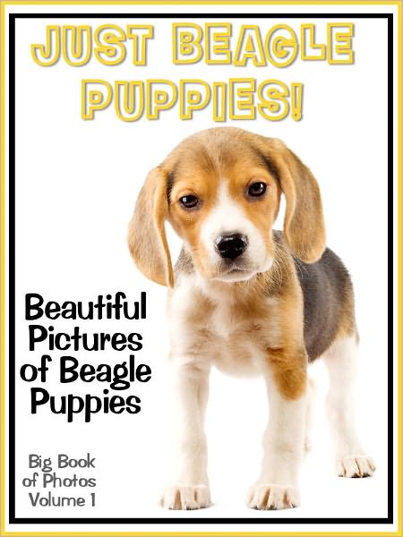 Just Beagle Puppy Photos! Big Book of Beagle Puppies Photographs & Adorable Pictures, Vol. 1