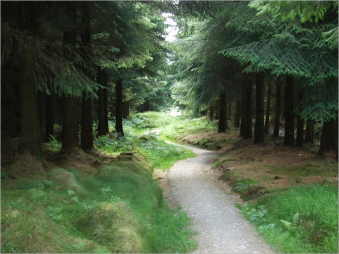 Light on the Path (Illustrated)