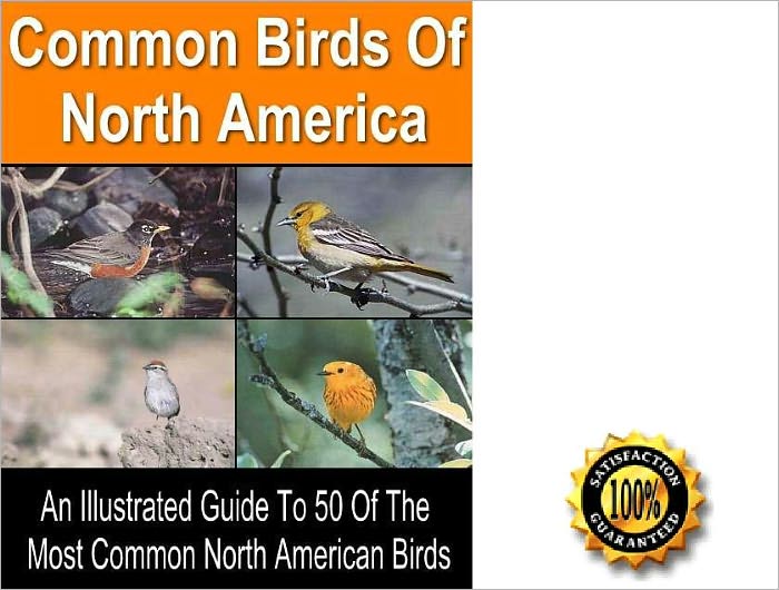 50 Common Birds Of North America- All Illustrated Guide To 50 Of The Most Common North American Birds! AAA+++