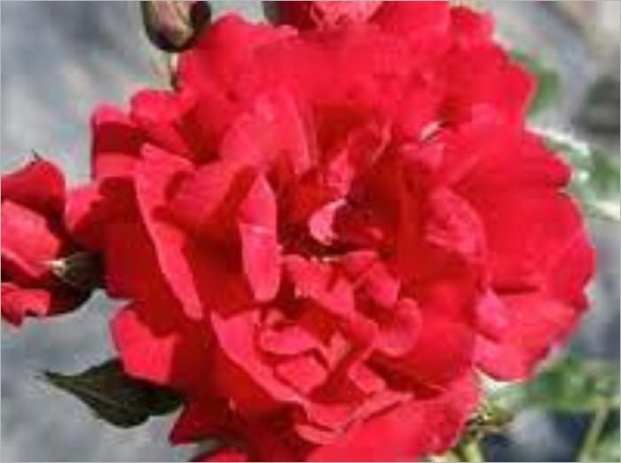 Blood and Roses!