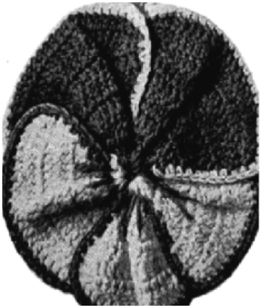 PATTERN #0938 PANSY POTHOLDER VINTAGE CROCHET