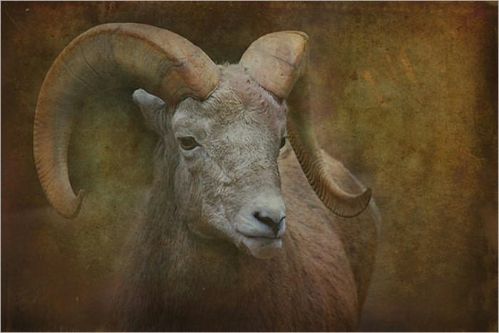 A Fleece of Gold (Illustrated)