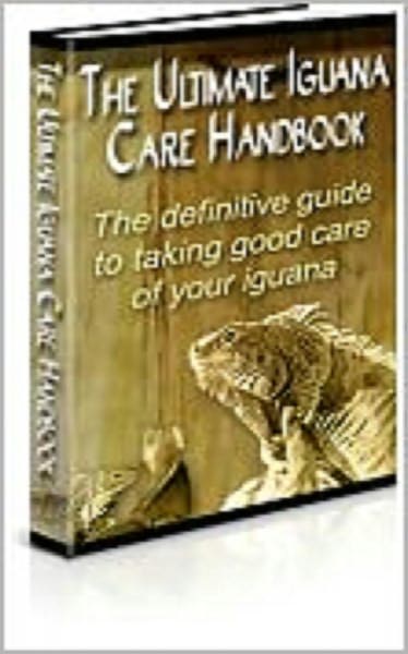 The Ultimate Iguana Care Handbook