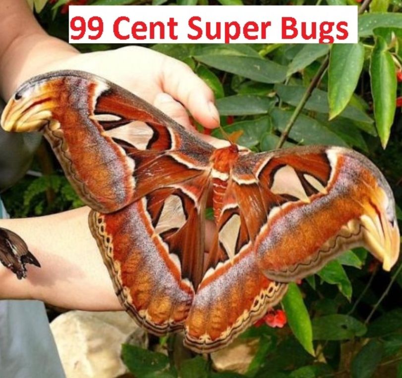 99 Cent Super Bugs