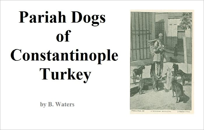 Pariah Dogs of Constantinople Turkey