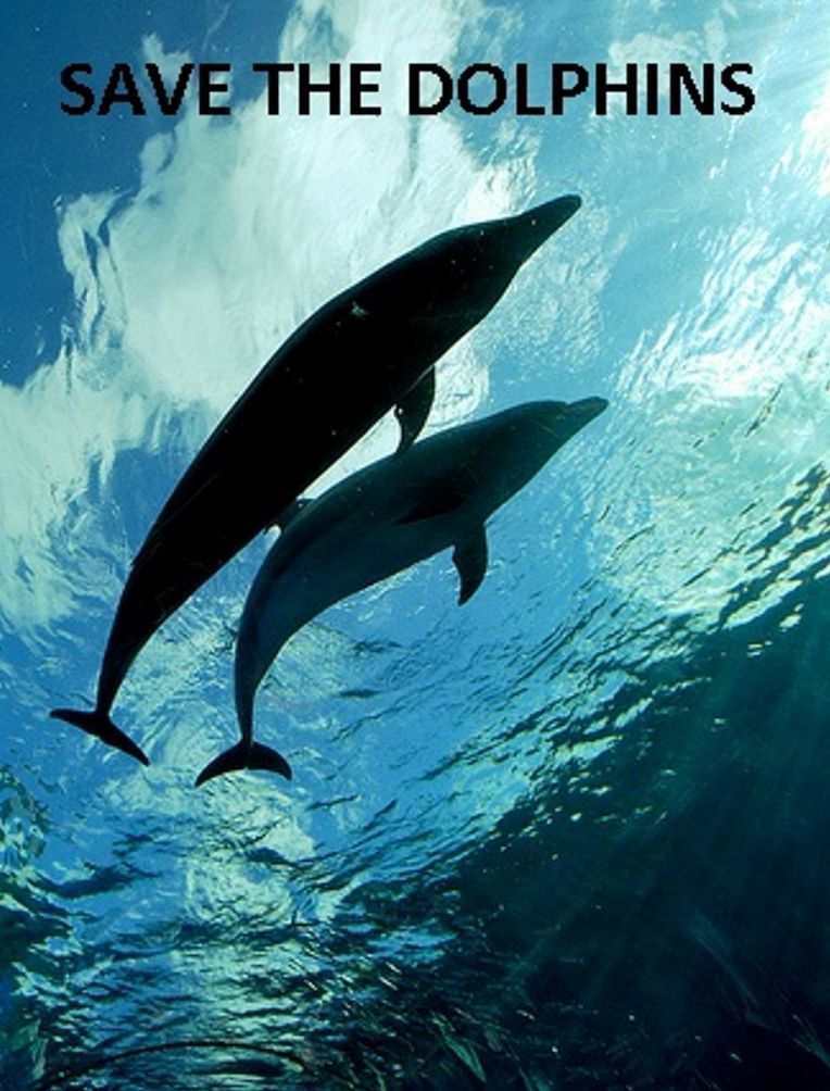 Photography: Save the Dolphins Photography Book ( photography, anomalous, atypical, constrained, Fantastic, brine, ocean, blue, briny, foam)