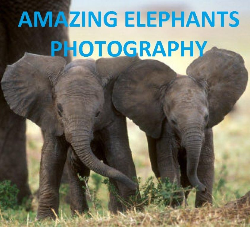 AMAZING ELEPHANTS PHOTOGRAPHY