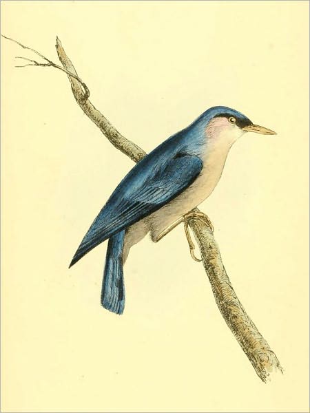 Zoological Illustrations, Volume I [Illustrated]