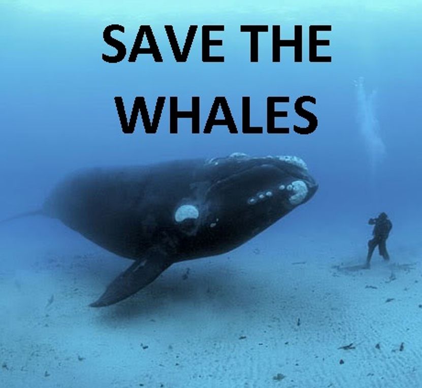 PHOTOGRAPHY: SAVE THE WHALES PHOTOGRAPHY ( whale, bull whale, cow whale, photography, fantastic, fanciful, fantastical, visional )