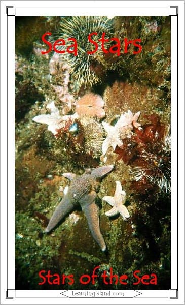 Sea Stars: Stars of the Sea