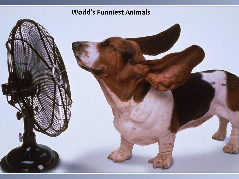History: World's Funniest Animals(Art, Theology, Ethics, Thought, Theory, Self Help, Mystery, romance, action, adventure,sci fi, science fiction, drama, horror, thriller, classic, novel, literature, suspense)