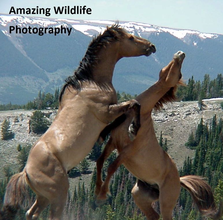 Photography: Amazing Wildlife Photography