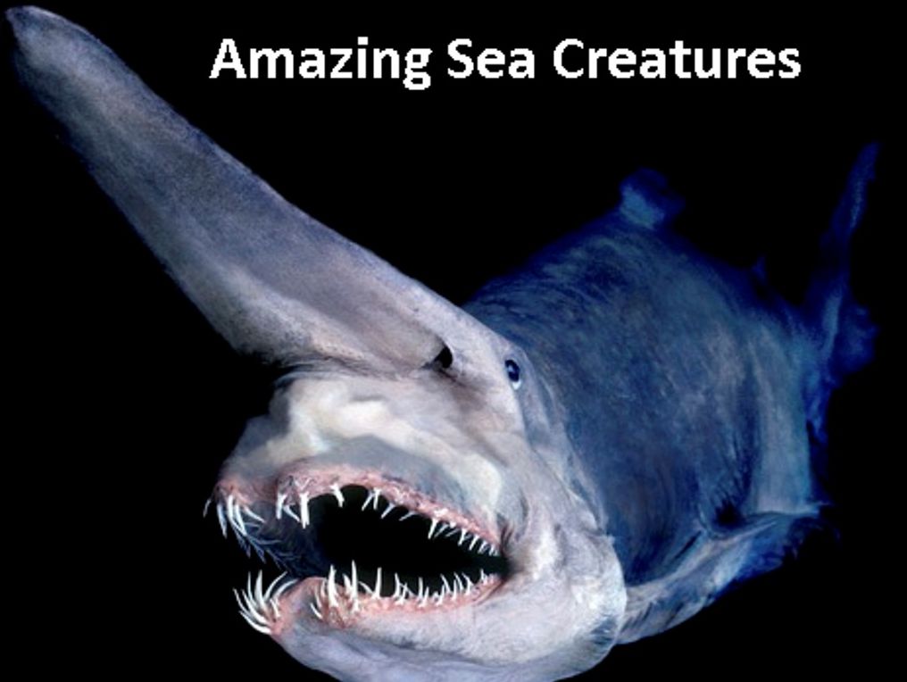 Photography: Amazing Sea Creatures Photography