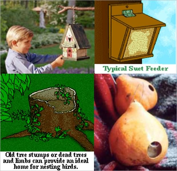 Birding Guide for you: Attracting Birds, Bird House, Build a better birdhouse, Build a Wren House, Grow Your Own Gourd Birdhouse, How to Build a Bluebird House, How to Build a Martin House - Birds bring hours of enjoyment and education to your family.