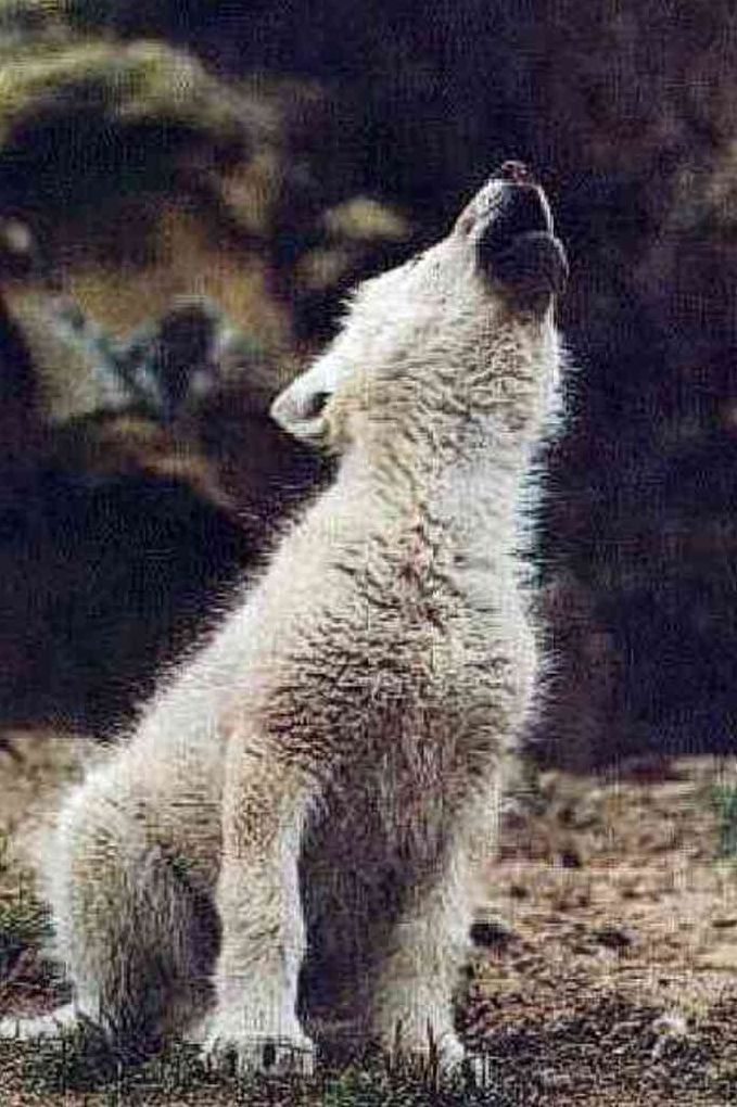 Animals: 99Cent Books"Son Of The White Wolf "