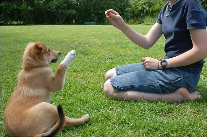 The Original Dog Owner's Training Guide