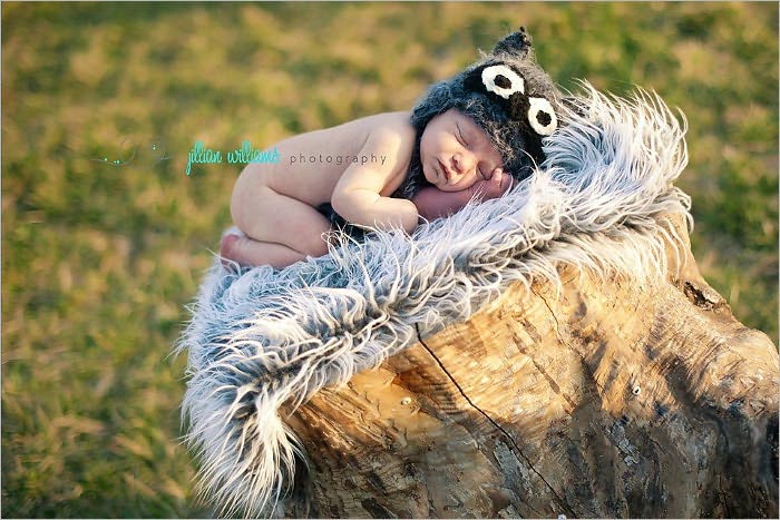 woodland raccoon