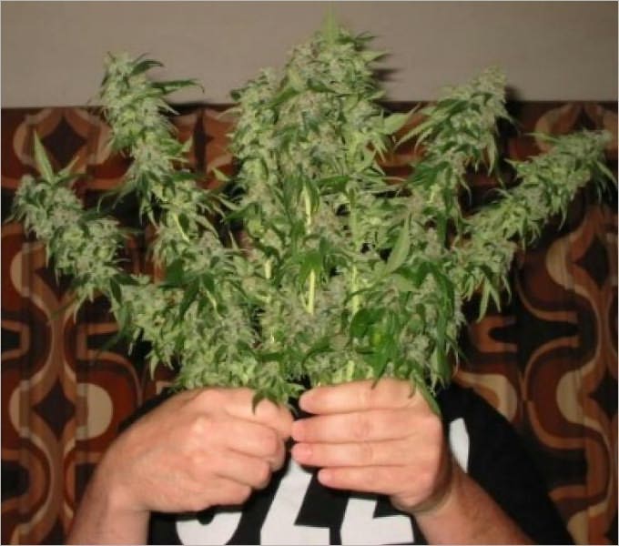 Beginners Guide for Growing Cannabis
