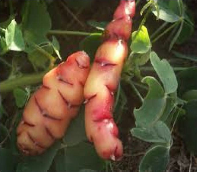 Preppers Grow Oca