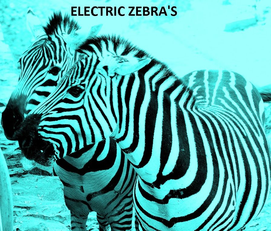 Animals: Electric Zebra's ( nature Children, amazing animals, cutest animals, baby animals, wild, forest, beast, animals )
