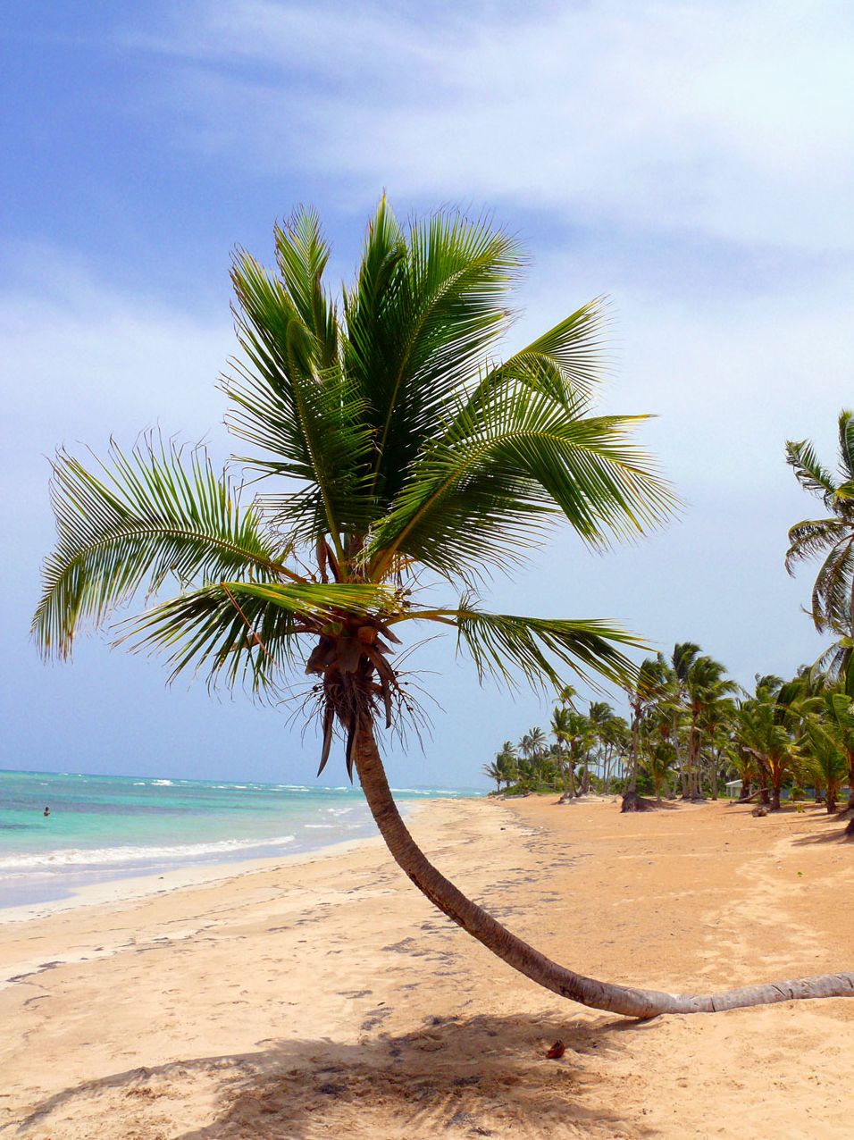 MLM Survival Guide: How to Survive in the Network Marketing Jungle
