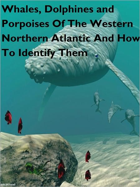 Whales, Dolphines, and Porpoises Of The Western Northern Atlantic A Guide To Their Identification