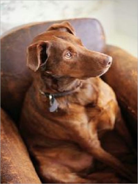 Perfect Handbook for Imperfect Dog Owners