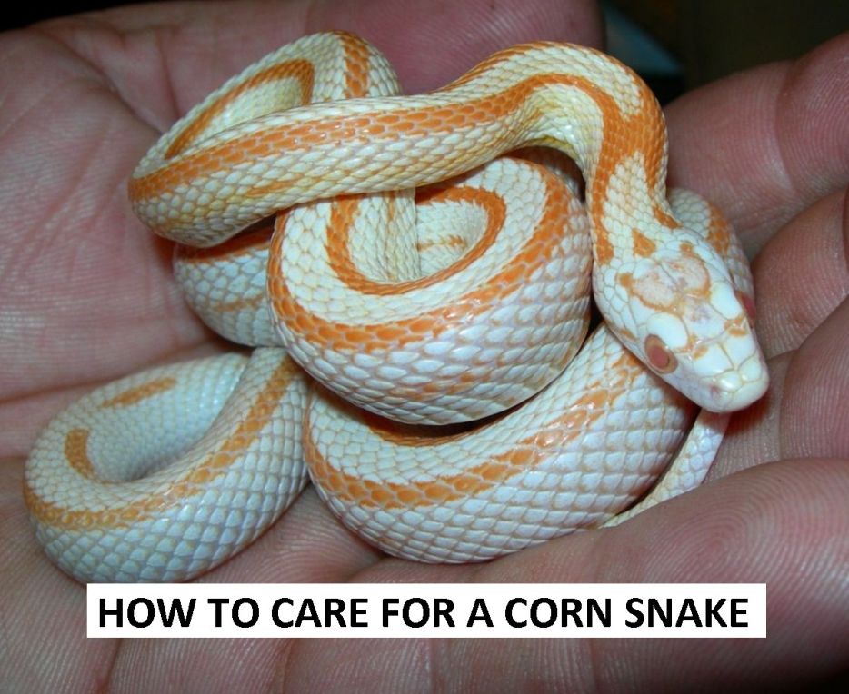Animals:How to Care for a Corn Snake ( nature Children, amazing animals, cutest animals, baby animals, wild, forest, beast, animals )