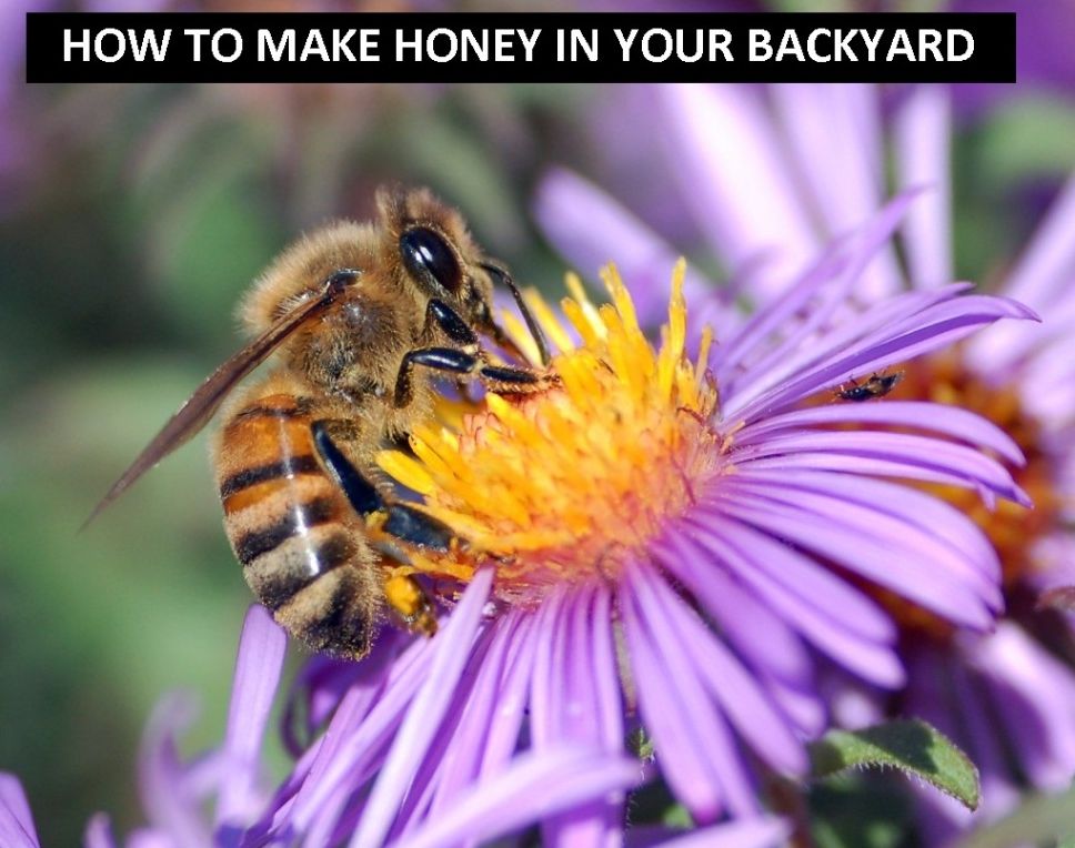 International Cooking: How to Make Honey in Your Backyard! ( candied, pleasing, honey, sweet, honeyed, dulcet, adorable, sweet, mellow, honey )