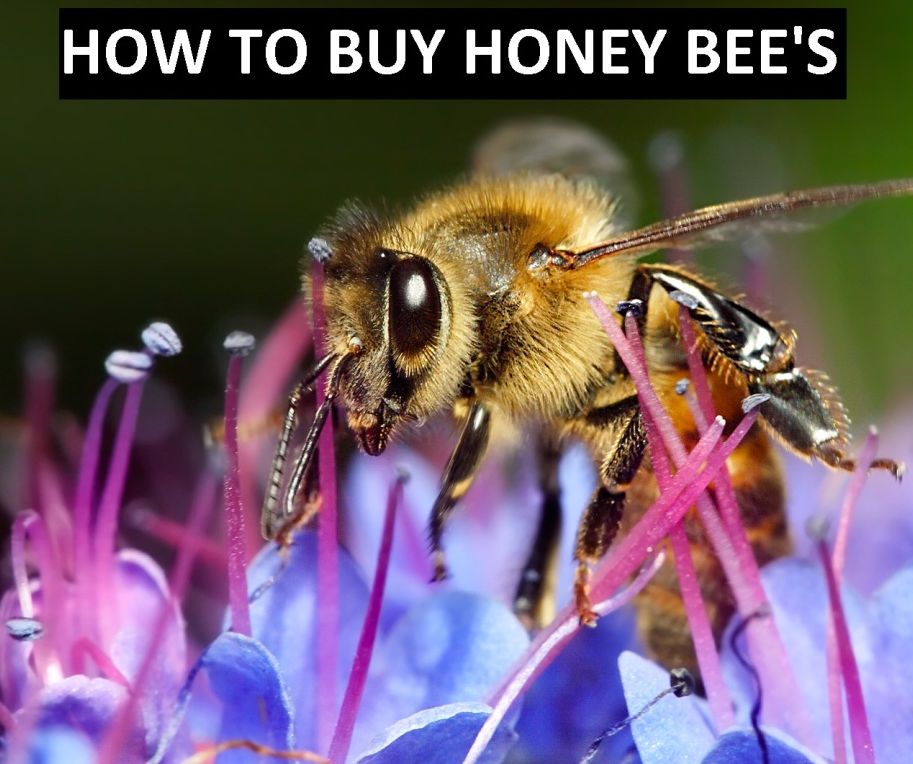 Entertaining: How to Buy Honey Bees ( candied, pleasing, honey, sweet, honeyed, dulcet, Bees )