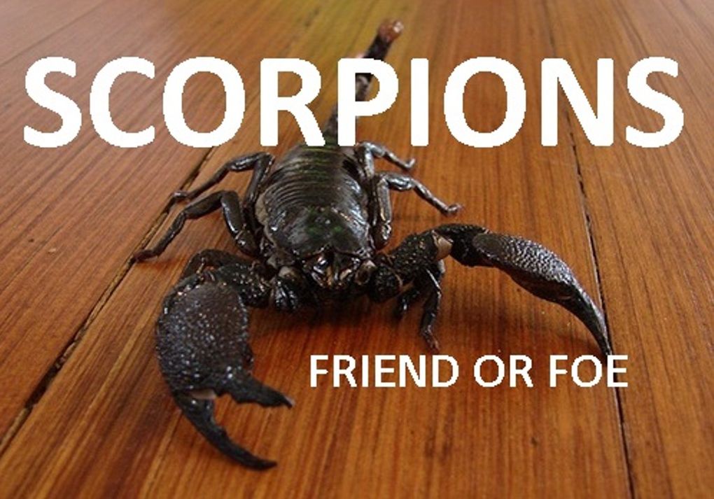 House & Home: SCORPIONS FRIEND OR FOE? ( scorpion, custodian, bumble bee, guardian, enemy, foe, adversary, opponent, antagonist )