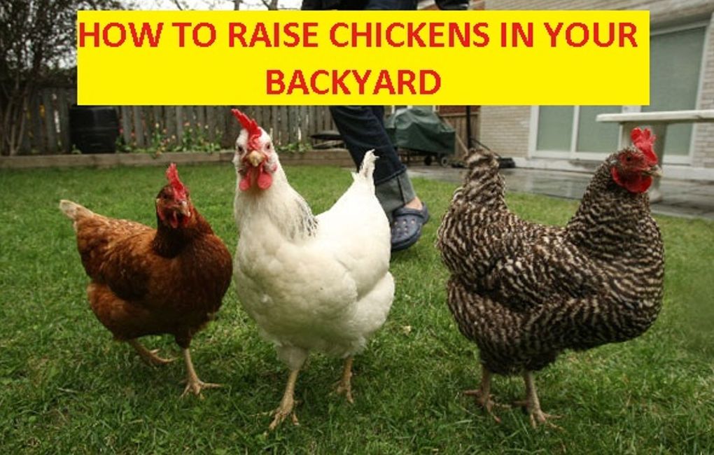 Animals: How to Raise Chickens in your Backyard ( chicken, chanticleer, chick, cock, poult, meat, chicken, kiddie, bairn, offspring, chicken, moppet )
