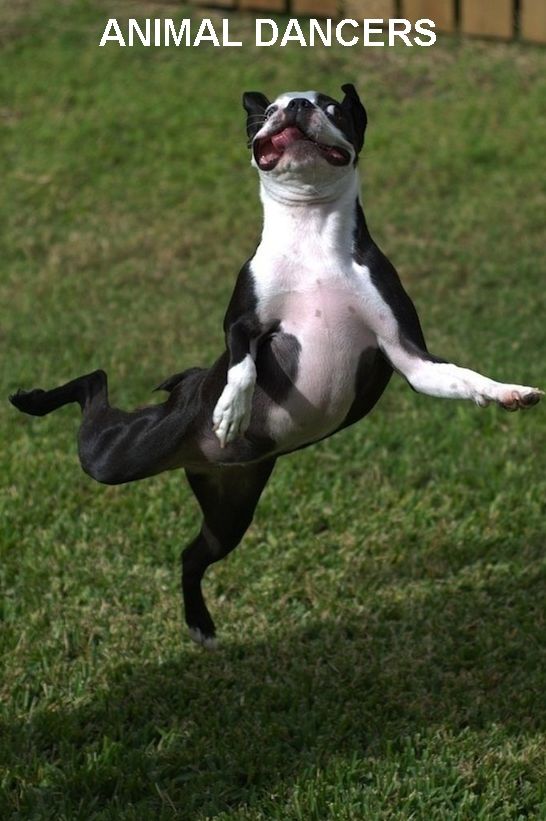 ANIMAL: ANIMAL DANCERS