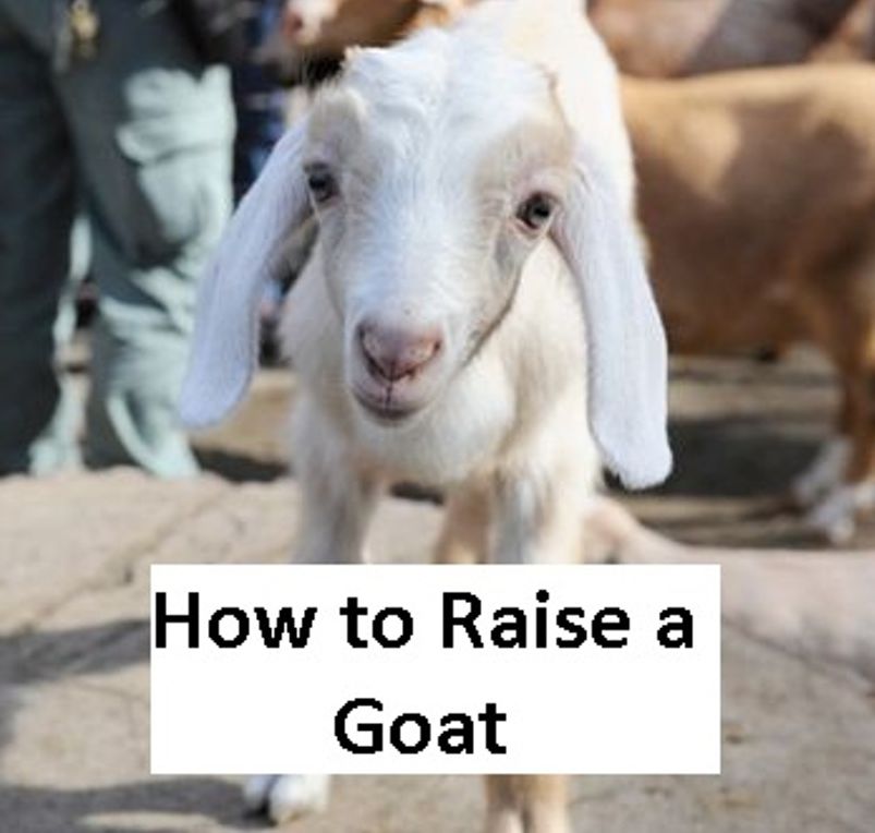 Amazing animals: How to Raise a Goat ( nature Children, amazing animals, cutest animals, baby animals, wild, forest, beast, animals )