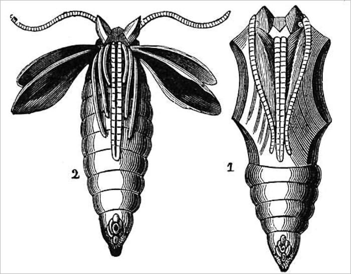 Metamorphosis