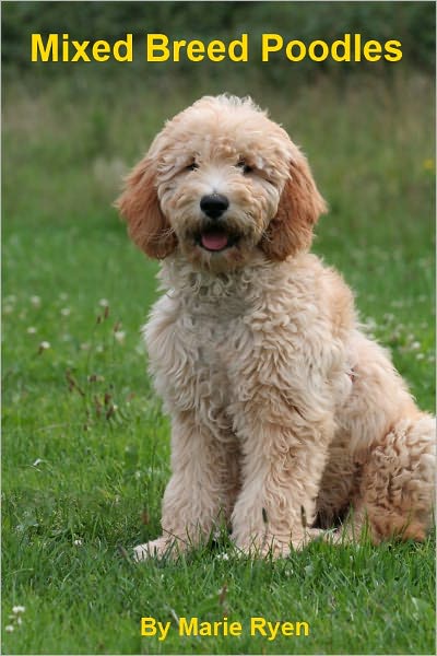 Mixed Breed Poodles