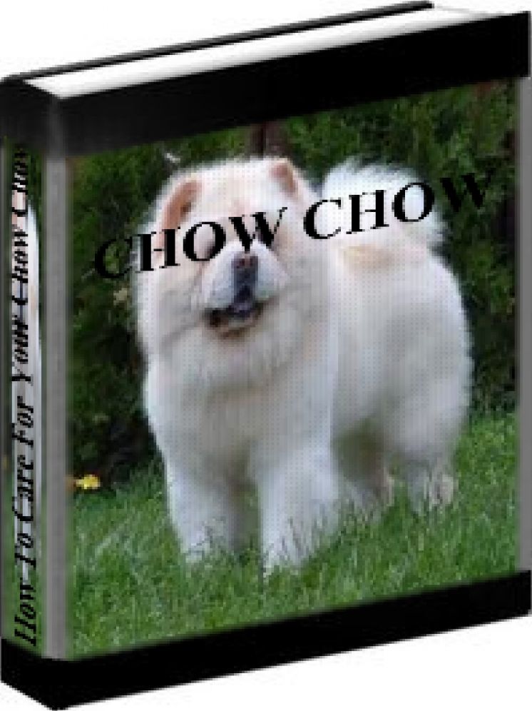 Chow Chow - How To Care For Your Chow Chow